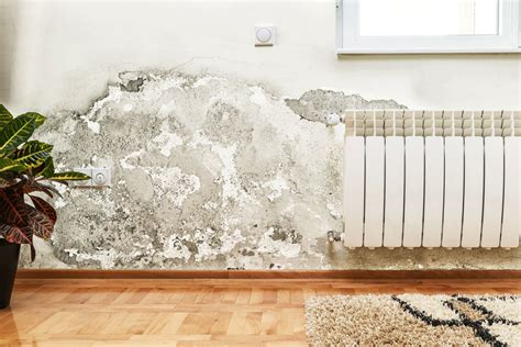 How to Treat Mould on Walls Before Painting: A Comprehensive Guide