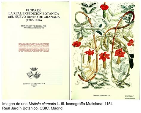 La Spedizione Botanica di Mutis: Un Viaggio Attraverso la Diversità Vegetale della Nuova Granada